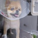 잠실준25시 동물병원 이미지