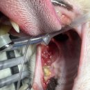 24시 위너스동물의료센터 이미지