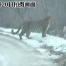 백두산 범 이미지