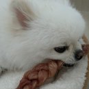 콩셰프 강아지수제간식 돼지고기육포 먹여본 후기