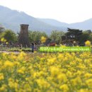 경주 역사기행과 경주 벚꽃축제 이미지