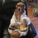 피카소동물병원 이미지