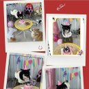 더예쁘개 이미지