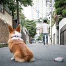 강원대학교 야생동물구조센터 이미지