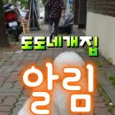 도도네 개집 이미지