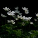 오월의수수꽃다리 이미지