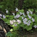 들꽃세상 이미지