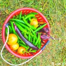 철이네농장 이미지