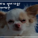 (주)펫에어라인 이미지