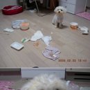 배고픈강아지