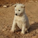 이쁜강아지 이미지