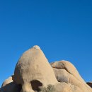 양지공원가든 | la 근교 겨울여행 조슈아트리 당일치기 별멍투어 추천