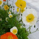 해돋이 펜션 이미지