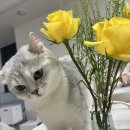 마리앙또꽃