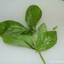 페스토(Pesto) 이미지