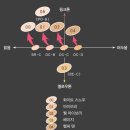 해피레인