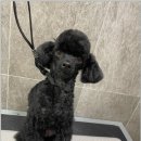 댕스살롱 이미지