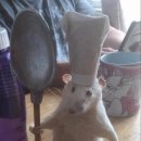 렛츠고로케 이미지