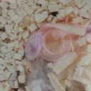 보성통증동물병원 이미지