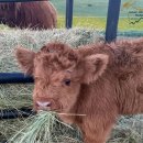 이비가짬뽕풍암호수점 | 북적북적하다 북적북적한 (25.8)