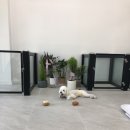 오자매 애견살롱 이미지