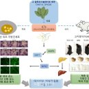 고레이트