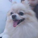 헤이독(HEY-DOG) | 헤이-독) 인천애견미용 인천강아지미용 계양구애견미용 계양구강아지미용 작전동애견미용 작전동강아지...