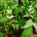 송천4리 | 안반데기를 품은 고루포기산과 제왕산 능경봉 / 강릉