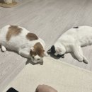 브로스키친 가스트로펍 | [사료] 급여했던 습식 파우치와 캔 리스트