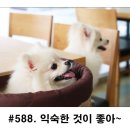 펫이좋아 이미지