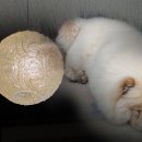 오뉴월개팔자 이미지