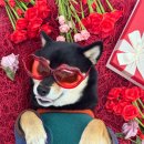 놀러오개 애견유치원 애견호텔 운정신도시점 이미지