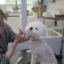 도그도담 | 인천 남동구 애견미용 잘하는곳 추천 :: 도그도담