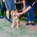 기찬흑염소 이미지