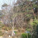 종경농장 Daum카페