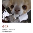 밍기적 이미지
