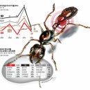 개미정비