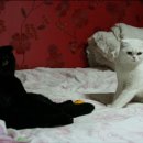 형제만두 이미지