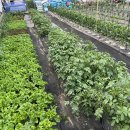 고기사랑 이미지