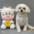똘똘하개 네이버블로그