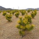 보광농원 이미지