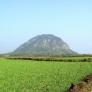 제주 산방산 암벽식물지대 이미지