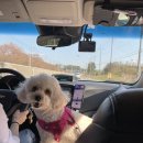 경주애견펜션 해피데이해피독 이미지