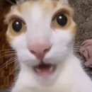 자두자두자