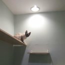 달과고양이 이미지