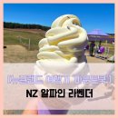 Cook팜쿡팜 | 라벤더 - #여행 6일차 푸카키 호수 마운트쿡 가는 길 라벤더팜 라벤더 바닐라 아이스크림 솔직 리뷰 후기