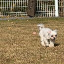 솔푸른향기애견 | 수영장과 잔디운동장까지 한번에, 태안 안면도 독채 애견펜션 솔푸른향기