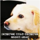 제이라이킷 | [인천애견동반카페] 인천 논현동 반려견 동반 카페 제이라이킷 내돈내산