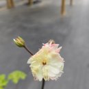 H5071 네이버블로그