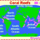 Coral Reef 이미지